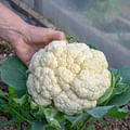 large cauliflower head