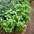 fresh basil