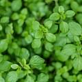 oregano
