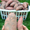 large sweet potatoes