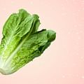 romaine lettuce
